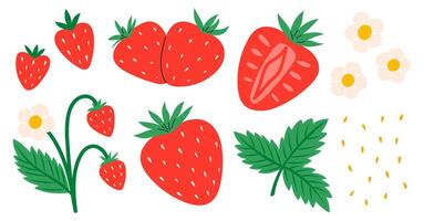 Erdbeere Satz. rot Erdbeeren mit Blätter und Blumen. saftig Sommer- Beeren. eben Illustration isoliert auf Weiß Hintergrund vektor