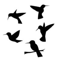 einstellen von Kolibri Silhouette Design. schön Vogel Zeichen und Symbol vektor