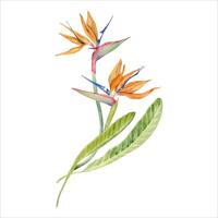 strelitzia blomma med tropisk löv. fågel av paradis växt. blommig sammansättning för vykort, logotyper, mode och kosmetisk paket. hand dragen vattenfärg illustration isolerat på vit bakgrund vektor