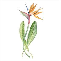 Strelitzia Blume mit tropisch Blätter. Vogel von Paradies Pflanze. Blumen- Komposition zum Postkarten, Logos, Mode und kosmetisch Pakete. Hand gezeichnet Aquarell Illustration isoliert auf Weiß Hintergrund vektor