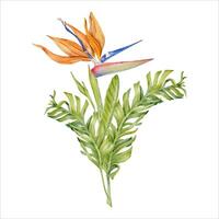 Strelitzia Blume mit tropisch Blätter. Vogel von Paradies Pflanze. Blumen- Komposition zum Postkarten, Logos, Mode und kosmetisch Pakete. Hand gezeichnet Aquarell Illustration isoliert auf Weiß Hintergrund vektor