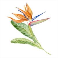 strelitzia blomma med tropisk löv. fågel av paradis växt. blommig sammansättning för vykort, logotyper, mode och kosmetisk paket. hand dragen vattenfärg illustration isolerat på vit bakgrund vektor