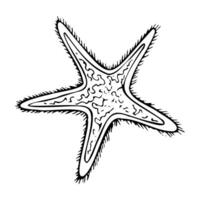 sjöstjärna svart och vit grafisk illustration. oceanisk tropisk djur- med fem strålar från exotisk hav rev för nautisk marin mönster. detaljerad bläck teckning. vektor