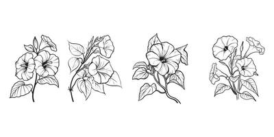 morgon- ära blomma översikt illustration i svart och vit vektor