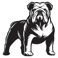 stolz Englisch Bulldogge Illustration im schwarz und Weiß vektor