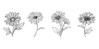 Osteospermum Blume Gliederung Illustration im schwarz und Weiß vektor