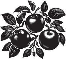 Krabbe Äpfel, Obst Silhouette, schwarz Farbe Silhouette vektor