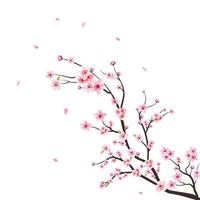Aquarell Kirschblütenvektor. Kirschblüte auf weißem Hintergrund. Aquarell Kirschknospe. Kirschblütenzweig mit Sakura-Blume. blühender Vektor der Kirschblütenblume. rosa Sakura-Blumenhintergrund.