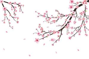 Kirschblüte auf weißem Hintergrund. Aquarell Kirschknospe. blühender Vektor der Kirschblütenblume. rosa Sakura-Blumenhintergrund. Kirschblütenzweig mit Sakura-Blume. Aquarell Kirschblütenvektor.