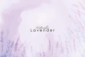 Lavendel Aquarell Hintergrund vektor