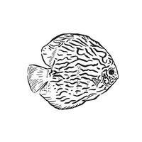 en linje teckning av en gyllene angelfish i svart och vit. dragen helt förbi hand och återskapat digitalt i en oärlig sätt vektor