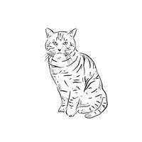 ein Linie gezeichnet Illustration von ein Bauernhof Tabby Katze im schwarz und Weiß. Hand gezeichnet vektor