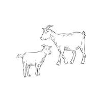ein Linie gezeichnet Illustration von ein Baby Ziege und Erwachsene Ziege. jeder Tier ist ein Individuell eps und können Sein benutzt separat. vektor