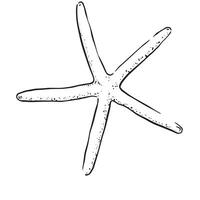 ein Linie gezeichnet Illustration von ein dünn Seestern. schwarz und Weiß Hand gezeichnet skizzieren mit subtil gepunktet Schattierung im schwarz und Weiß. vektor