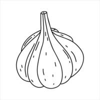 Knoblauch. Hand gezeichnet Gekritzel Stil. Illustration isoliert auf Weiß. Färbung Buchseite. vektor