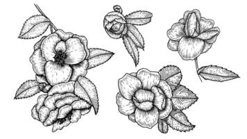 uppsättning av skisser av blommig botanik, blomma kamelia, rosa blommor och blad. svart och vit teckning med streckad ritningar på en vit bakgrund. handgjorda botanisk illustrationer, årgång stilar. vektor