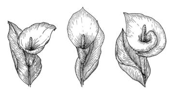 einstellen von Jahrgang Skizzen Calla Blumen. süß handgemalt Illustration von Blumen im ein schwarz Gliederung und ein Weiß Hintergrund. zum Hochzeit Einladungen, Gruß Karten, Aufkleber, Muster, Textilien. vektor