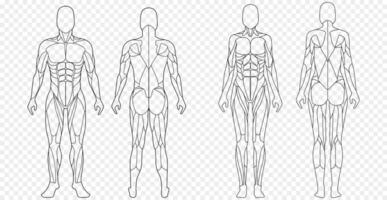 männlich und weiblich Zahl mit anatomisch Muskeln Vorderseite und zurück Aussicht einstellen vektor