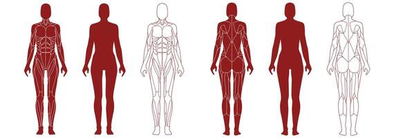 kvinna figur med anatomisk muskler främre och tillbaka se uppsättning vektor