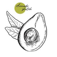 Hand gezeichnet Avocado und geschnitten Stücke Satz. tropisch Sommer- Obst graviert Stil Illustration. detailliert Essen Zeichnung. großartig zum Etikett, Poster, drucken vektor