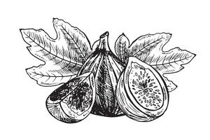 Feige Obst Illustration. graviert Stil Illustration. Jahrgang skizzieren Frucht. Illustration vektor