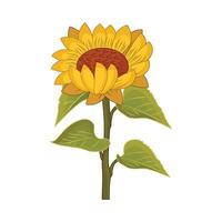 Illustration der Sonnenblume vektor