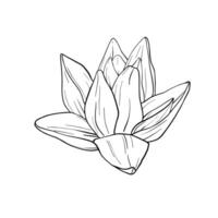 lotus blommor med löv skiss. svart översikt illustration målad förbi svart bläck. hand dragen etsade linje mönster med blomning näckros för dekor, tapet, affisch, baner, kort vektor