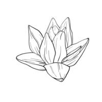 Lotus Blumen mit Blätter skizzieren. schwarz Gliederung Illustration gemalt durch schwarz Tinten. Hand gezeichnet geätzt Linie Muster mit Blühen Seerose zum Dekor, Hintergrund, Poster, Banner, Karte vektor