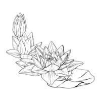 lotus blommor med löv skiss. svart översikt illustration målad förbi svart bläck. hand dragen etsade linje mönster med blomning näckros för dekor, tapet, affisch, baner, kort vektor