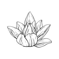 lotus blommor med löv skiss. svart översikt illustration målad förbi svart bläck. hand dragen etsade linje mönster med blomning näckros för dekor, tapet, affisch, baner, kort vektor