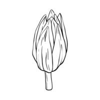 Lotus Knospe Silhouette. Seerose schwarz Gliederung Illustration gemalt durch schwarz Tinten. Hand gezeichnet geätzt Linie Muster mit Blühen zum Dekor, Hintergrund, Poster, Banner, Karte vektor