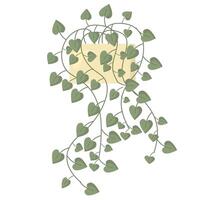 Grün Zimmerpflanze mit viele wenig Blätter im Blume Topf isoliert auf Weiß Hintergrund vektor