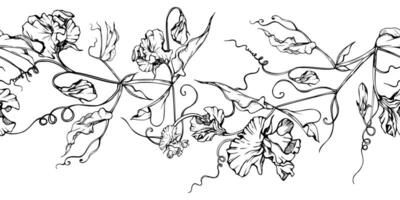 Hand gezeichnet Grafik Tinte Illustration botanisch Blumen Blätter. Süss ewig Erbse, Wicke Winde Hülsenfrucht. nahtlos Banner isoliert auf Weiß Hintergrund. Design Hochzeit, Liebe Karten, Blumen- Geschäft vektor