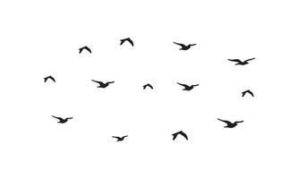 Design mit fliegenden Vögeln vektor