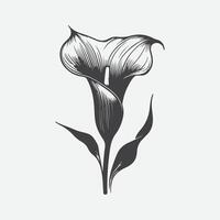 drucken ätherisch Eleganz, majestätisch Silhouette von das Calla Lilie Blume vektor