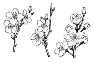 körsbär blomma hand dragen bläck skiss. sakura i gravyr stil illustration. vektor
