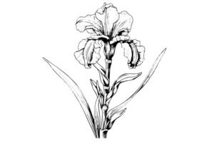 Jahrgang Blumen- Illustration Iris Blumen im Kunst Jugendstil Stil, schwarz Umrisse, vektor