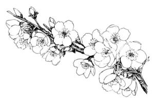 körsbär blomma hand dragen bläck skiss. sakura i gravyr stil illustration. vektor