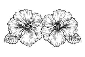 Hibiskus Blume Hand gezeichnet Tinte skizzieren. graviert Stil Illustration. vektor