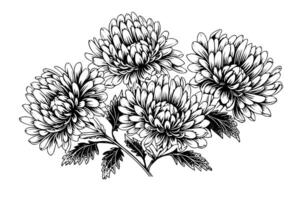 hand dragen bläck skiss av krysantemum. illustration i gravyr årgång stil. vektor