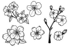 sakura blomma hand dragen bläck skiss. graverat stil illustration. vektor