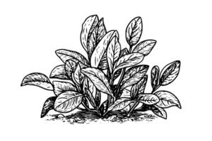 Jahrgang Minze Blatt skizzieren botanisch Illustration von Pfefferminze und grüne Minze. vektor