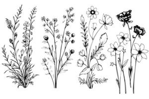 Hand gezeichnet Tinte skizzieren von Wiese wild Blume Satz. graviert Stil Illustration. vektor