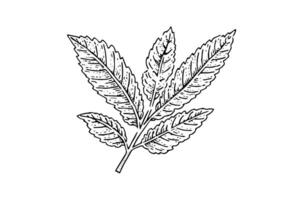 årgång mynta blad skiss ritad för hand illustration av färsk ört. vektor