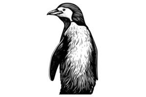 graverat skiss av en söt bebis pingvin djur- illustration av antarktisk vilda djur och växter. vektor