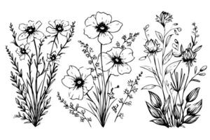 Hand gezeichnet Tinte skizzieren von Wiese wild Blume Satz. graviert Stil Illustration. vektor