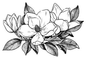 Magnolie Blume Hand gezeichnet Tinte Skizze. graviert retro Stil Illustration. vektor