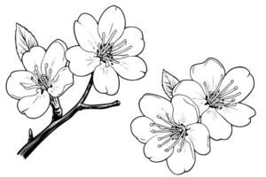 sakura blomma hand dragen bläck skiss. graverat stil illustration. vektor