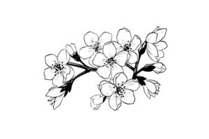 sakura blomma hand dragen bläck skiss. graverat stil illustration. vektor