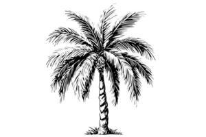 årgång ritad för hand handflatan träd skiss illustration retro tropisk kokos träd. vektor